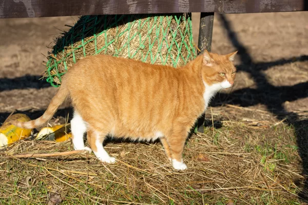Kanēlis